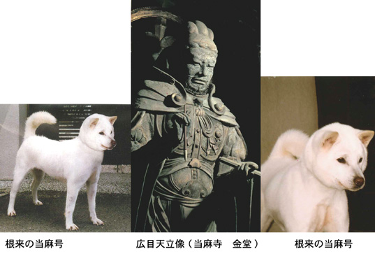 翔春号(四国犬) 作出 達磨白刃荘